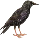 starlings2